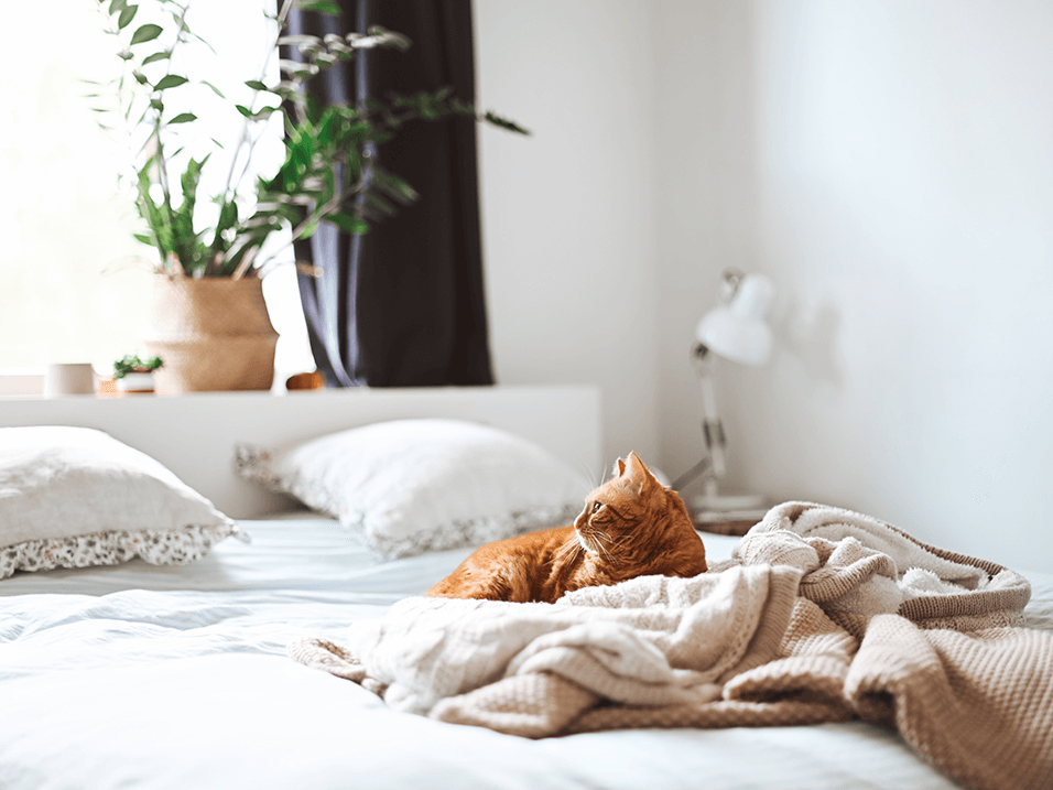 pet friendly apartments with bark park