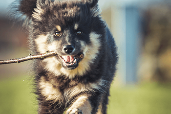 a dog running with a stick in its mouth