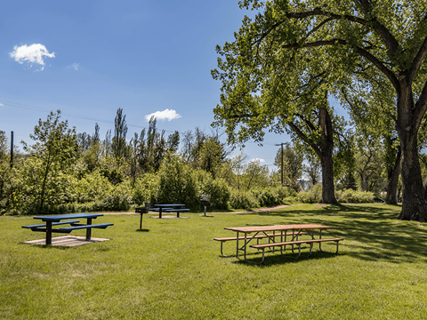 Picnic tables are set up in a grassy area with trees in the background.