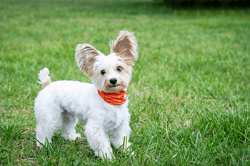 A small white dog with an orange bandana is standing on grass.