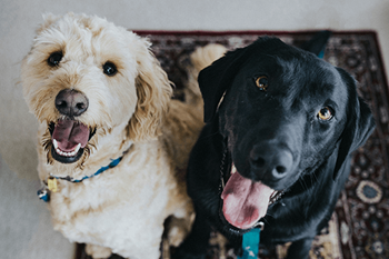 Two dogs sitting on a rug looking up.