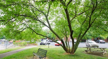 picnic area at Florence apartments - Photo Gallery 4