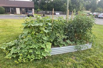 community garden amenity at Clair Commons