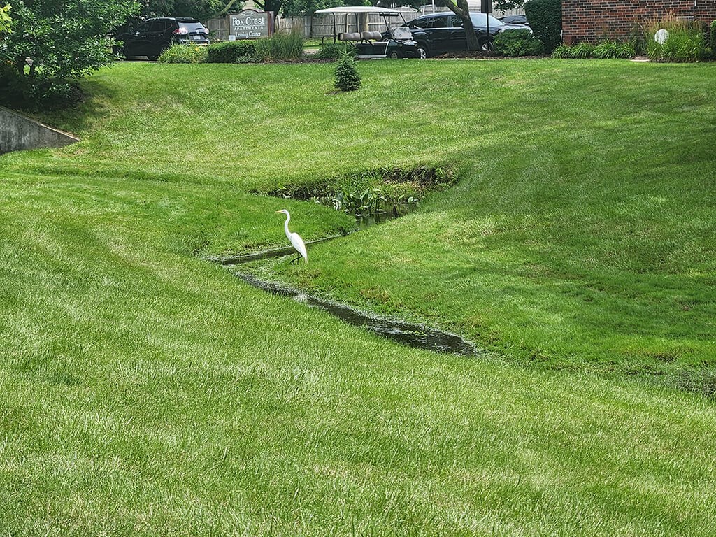 a white bird standing in a field of grass