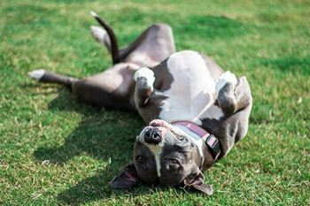 a dog laying on its back in the grass