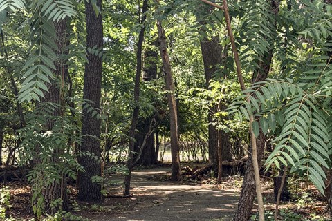 A forest path with trees and ferns on either side.