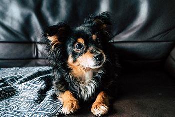 pet-friendly apartments at huntley ridge clarksville
