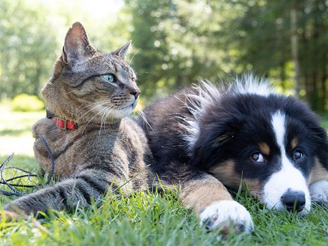 pet friendly apartments at heritage knoll