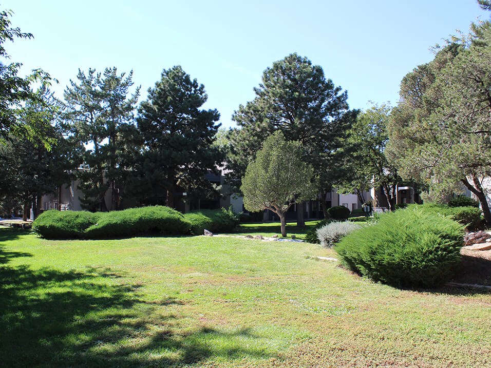 a grassy area with trees in the background