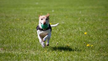 pet friendly apartments in Fayetteville NC