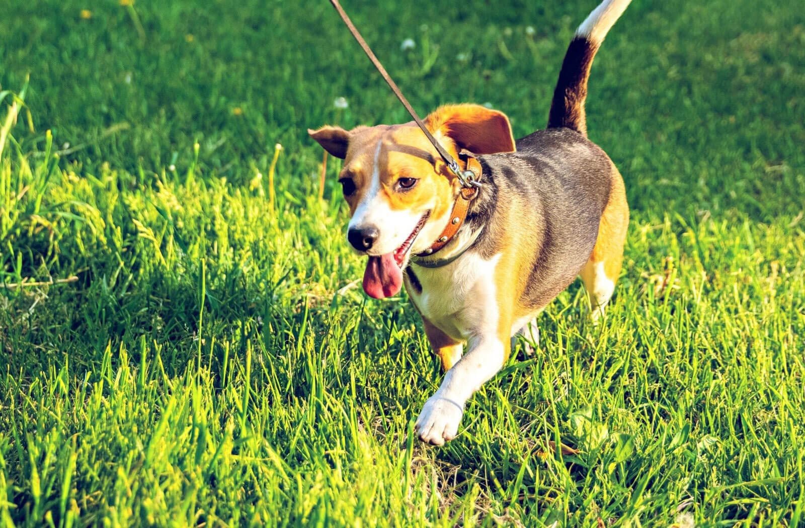 Foxborough Commons & Crossings at Remington Apartments in Sandusky OH