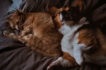 pet-friendly community at pine run townhomes