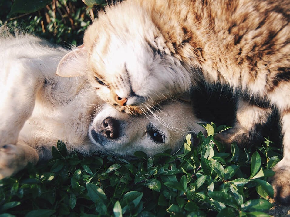Pet-Friendly Townhomes