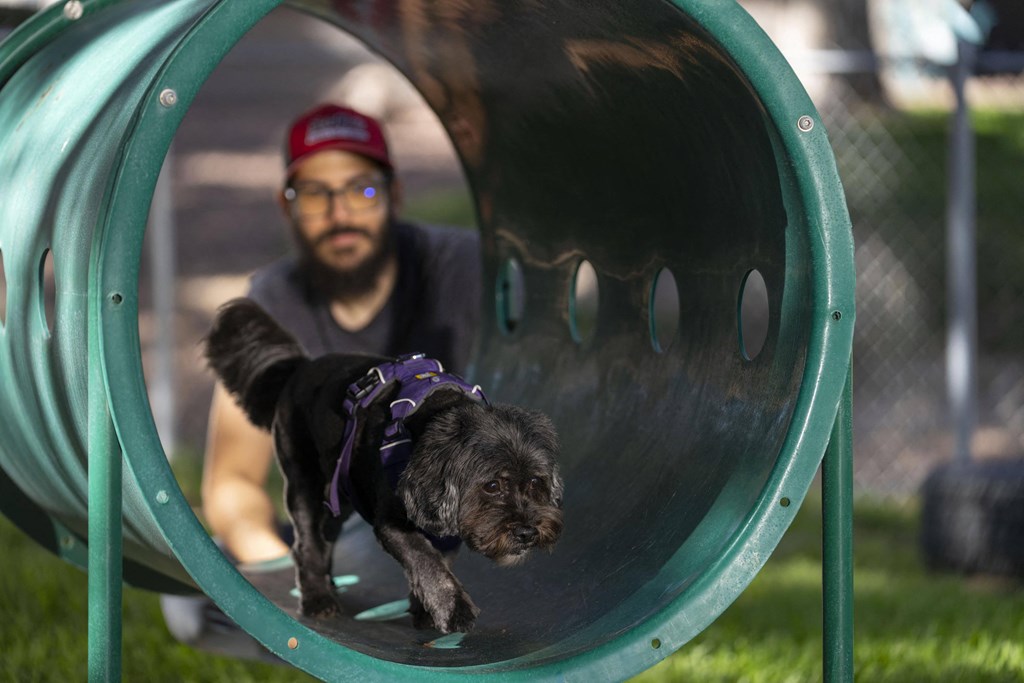 A dog slides down a slide in a park.