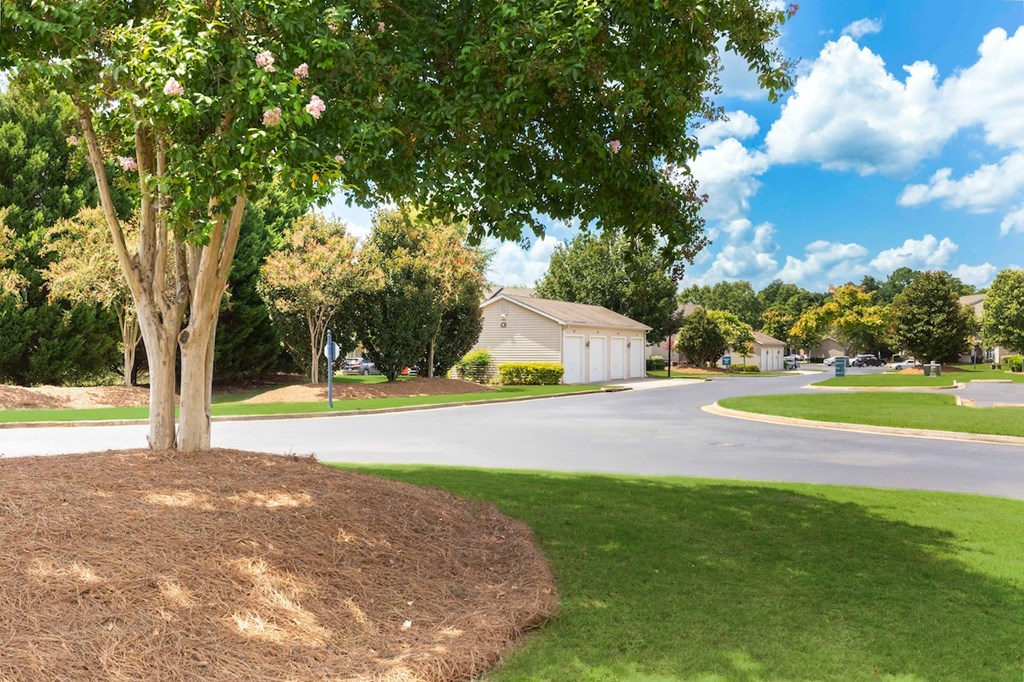 a tree on the corner of a street