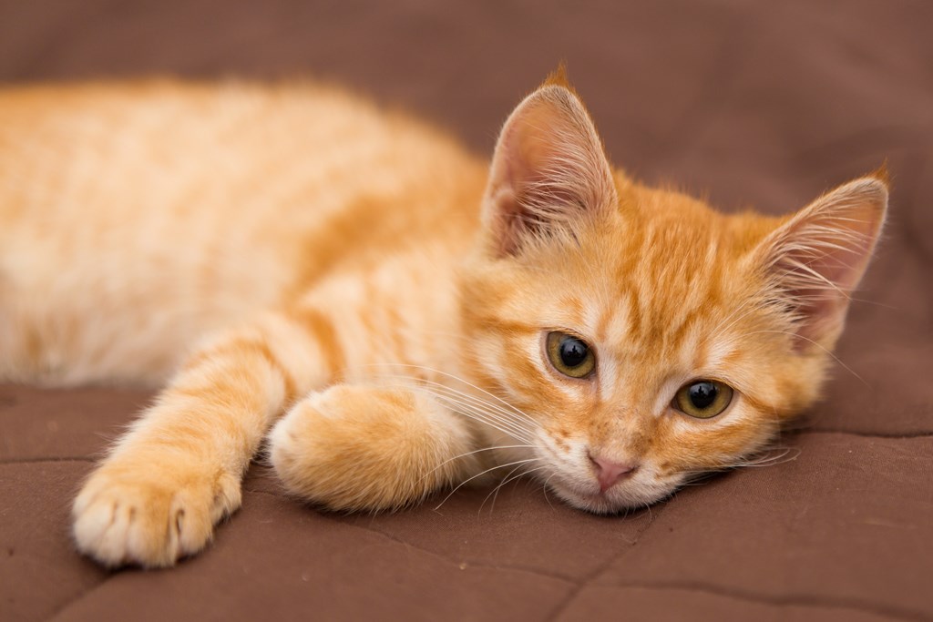 A small orange kitten with green eyes is lying down on a brown surface at The Kent, Chicago