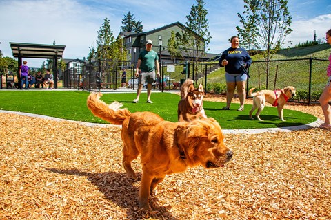 A dog playing in a sandbox with other dogs and people in the background.