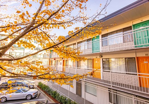 a tree with yellow leaves in front of a building