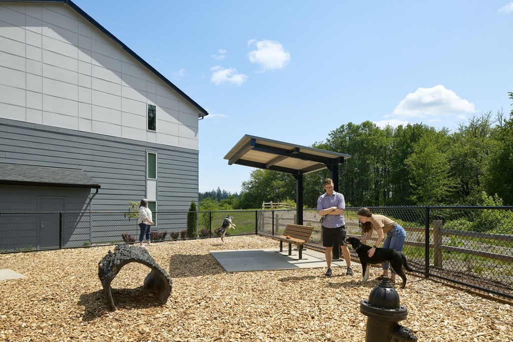 people playing with their dogs in the dog park