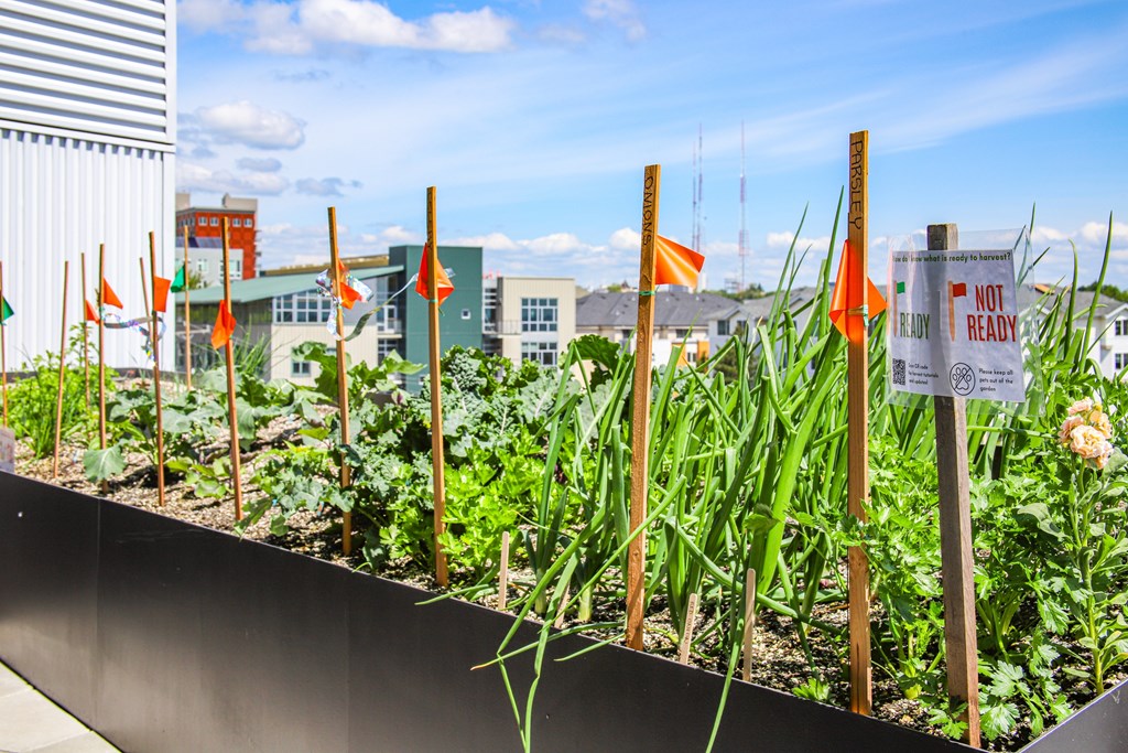A garden with plants and flags on sticks.