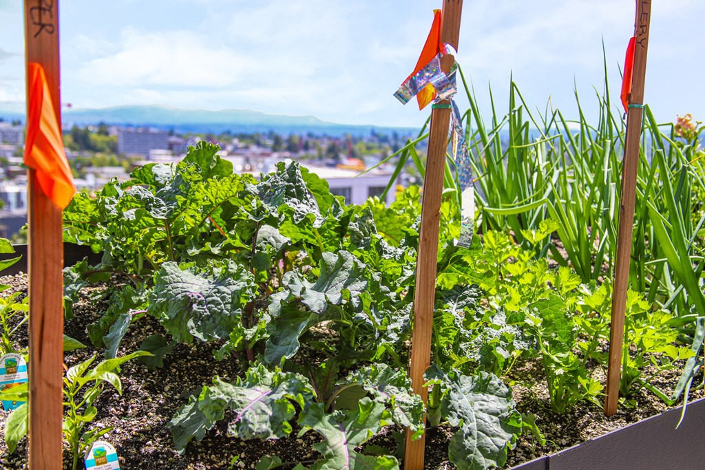 A garden with plants and flags on sticks.