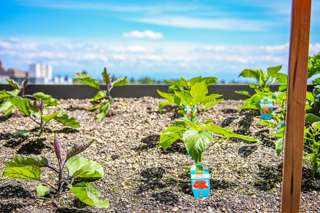 A garden with several plants and a blue water bottle.