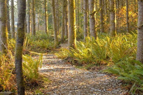 a path through the woods with trees