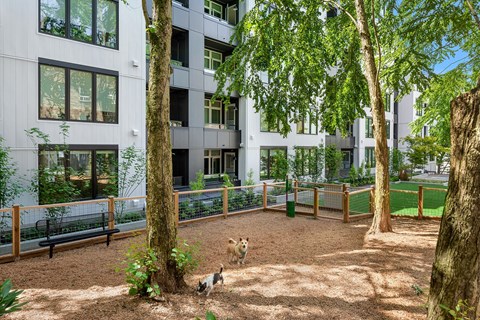 a dog running around in a dog park in front of a building