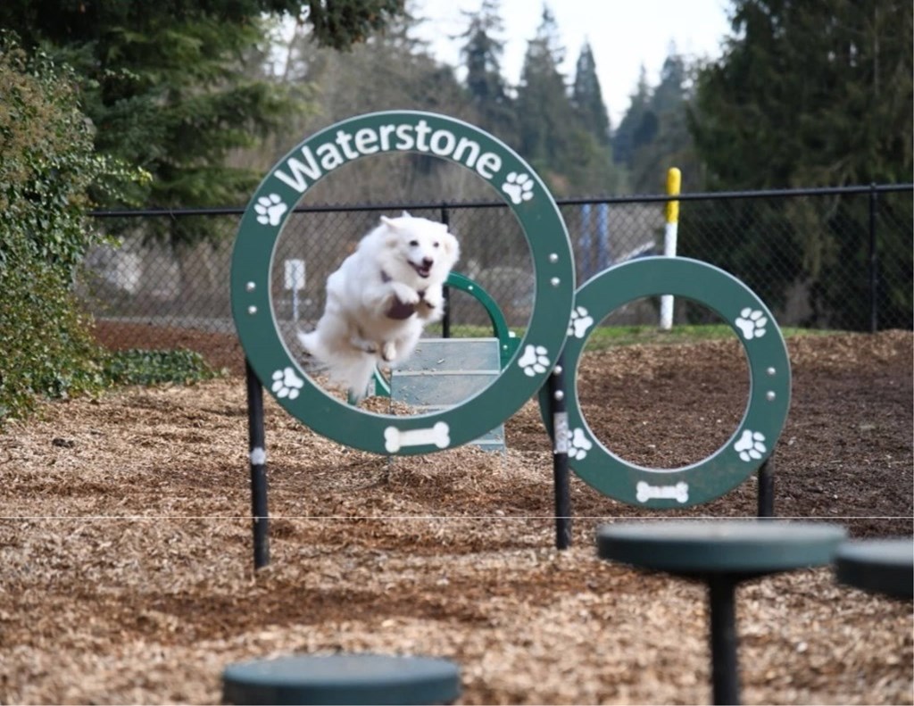 A dog agility course with a sign that reads "Waterstone" and a dog jumping over a hurdle.