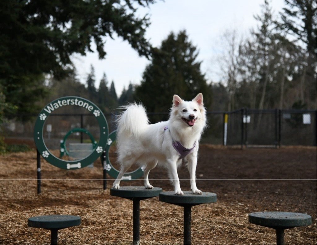 A white dog with a purple collar is standing on a green platform in a park.