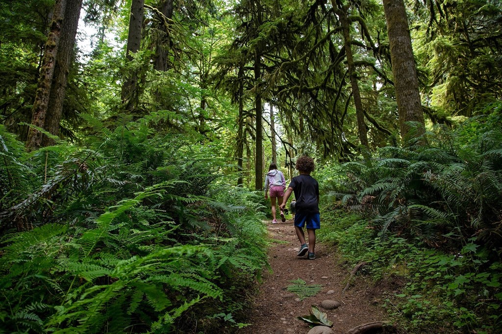 people walking on a trail in the woods