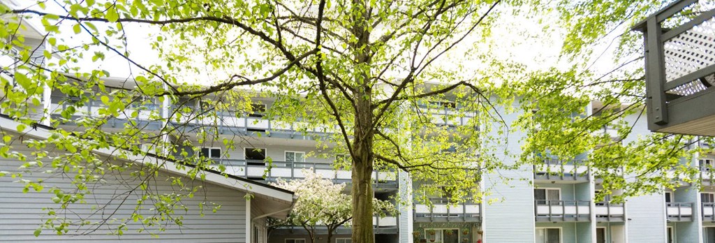 a tree in front of a group of buildings