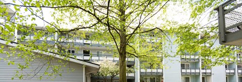 a tree in front of a group of buildings