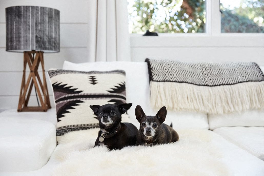 two dogs sitting on a rug in a white living room