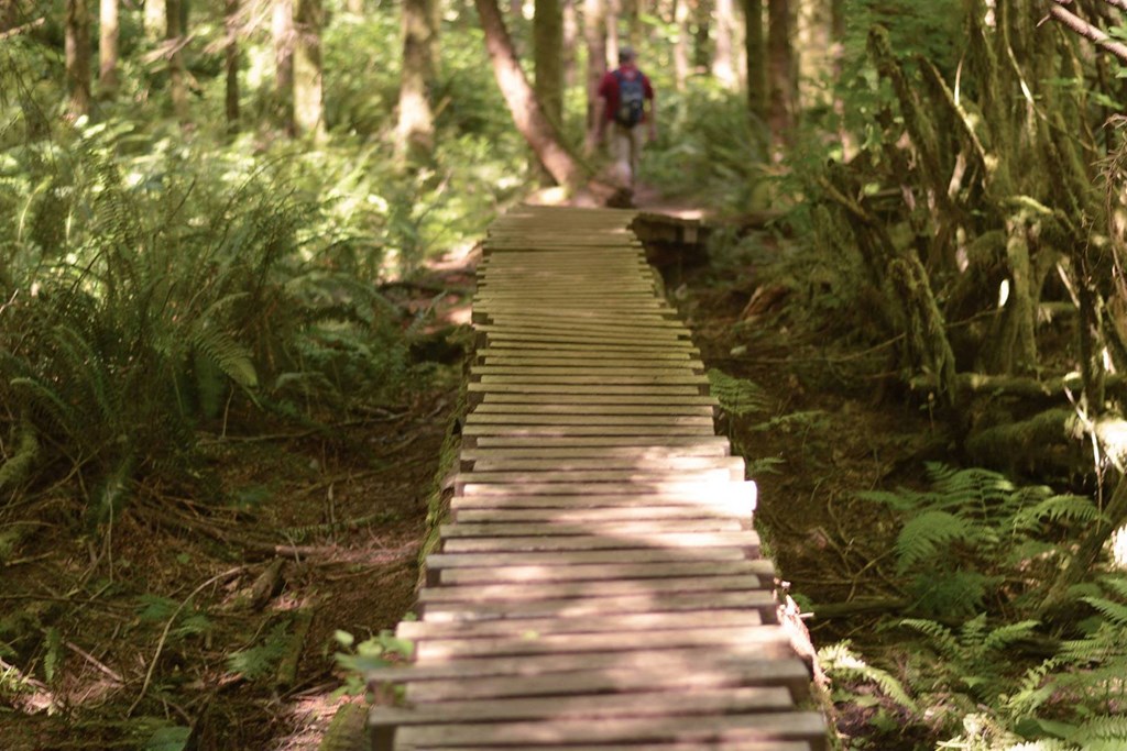 a person walking down a wooden boardwalk through the woods