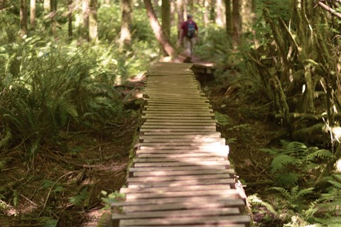 a person walking down a wooden boardwalk through the woods