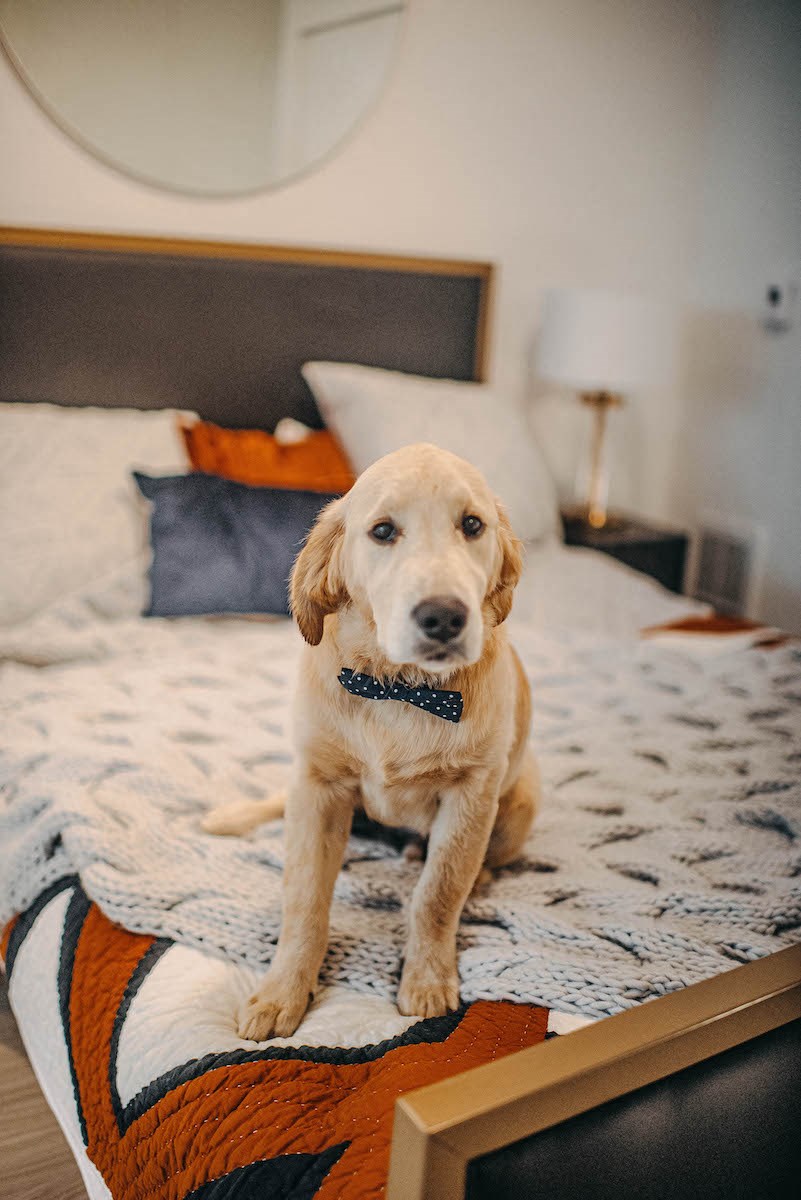 a dog sitting on a bed in a bedroom