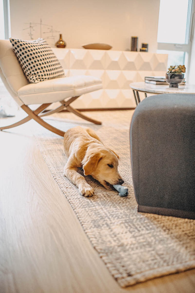 a dog laying on a rug in a living room