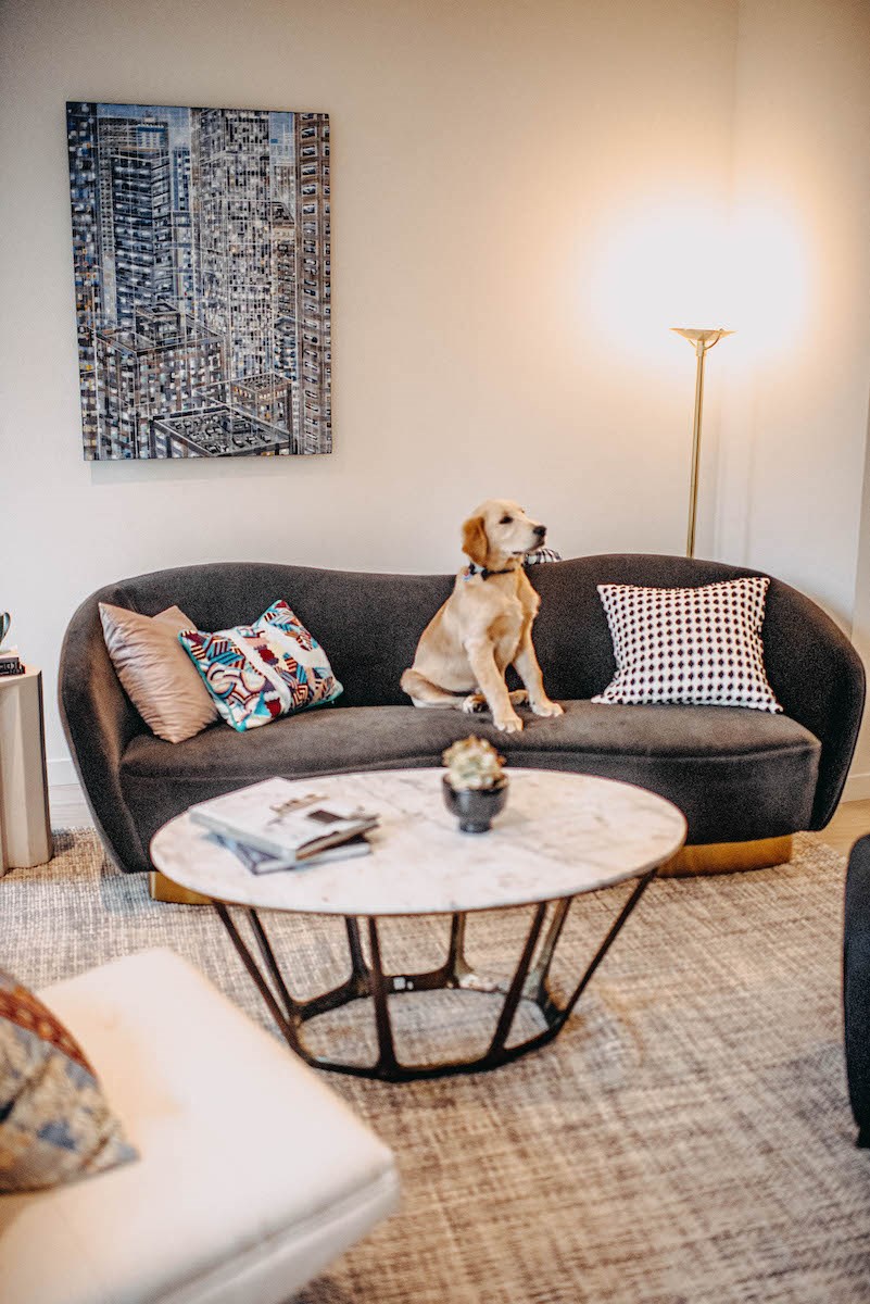 a dog sitting on a couch in a living room