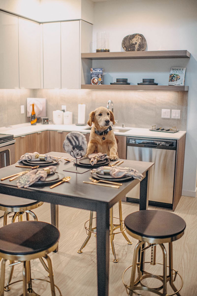 a dog sitting on a table in a kitchen