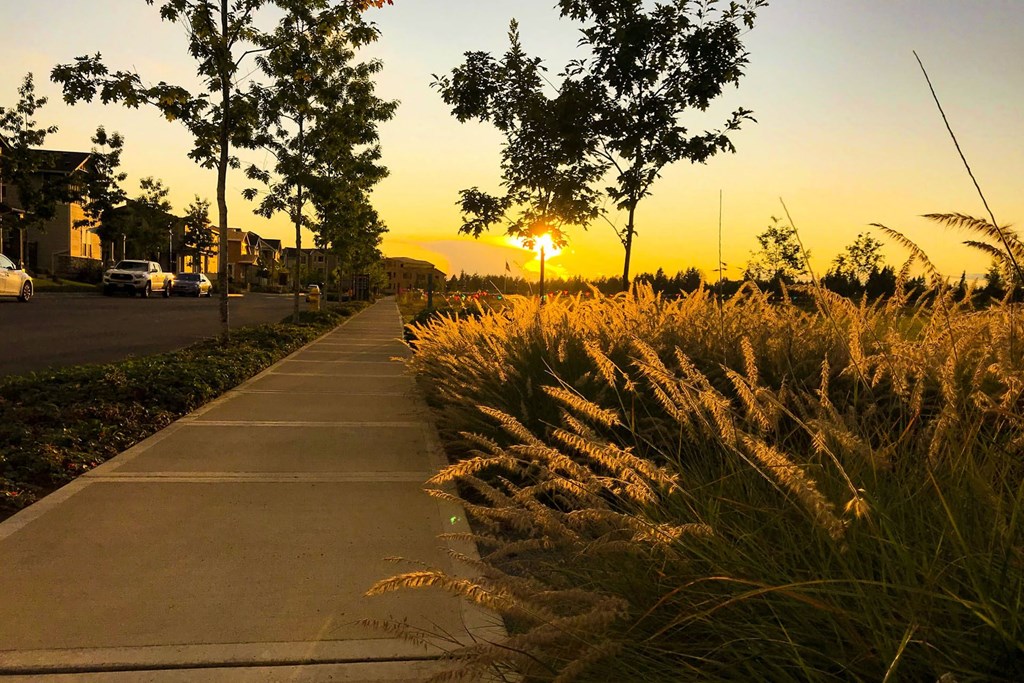 a sunset over a sidewalk with tall grass