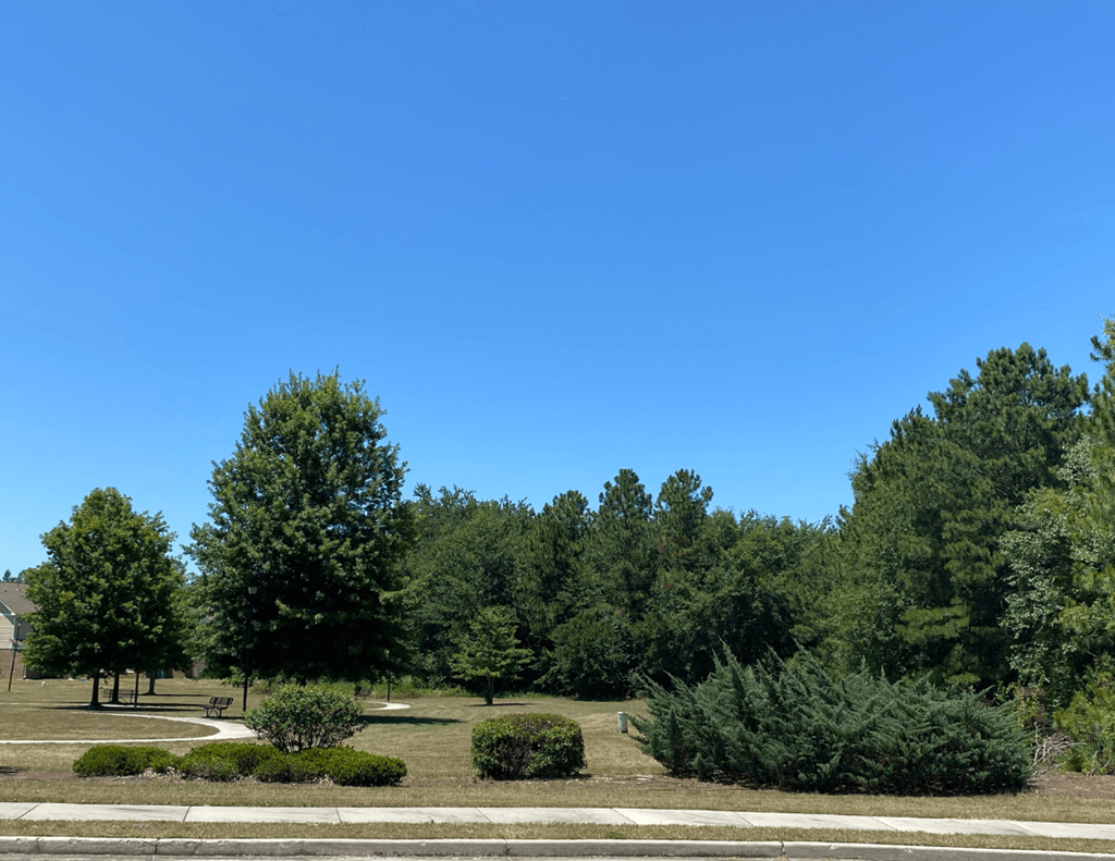 a park with trees and shrubs and a road
