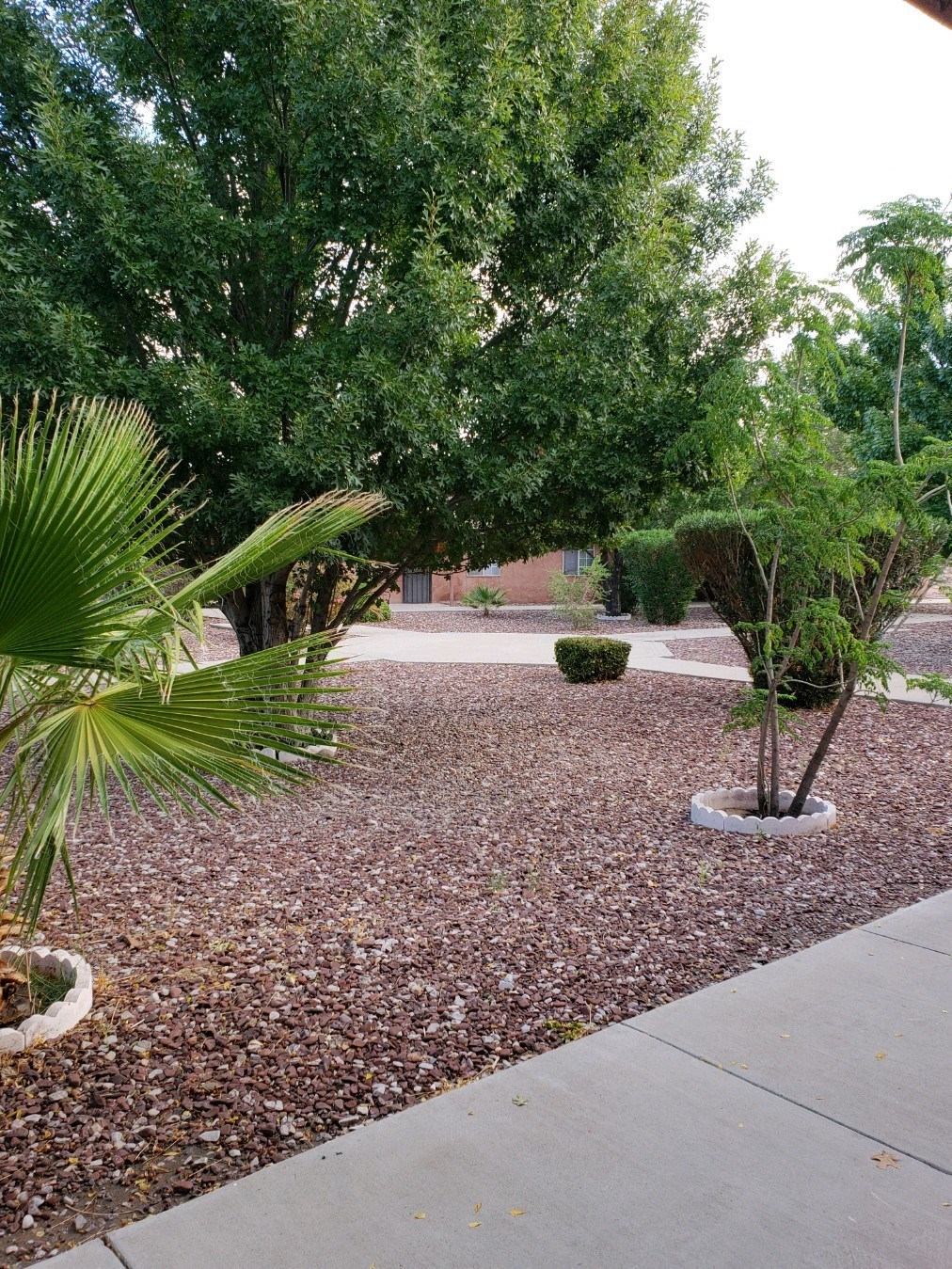 a yard with gravel and trees and a palm tree