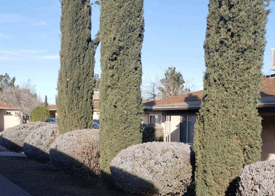a group of trees with rounded bushes in front of a house