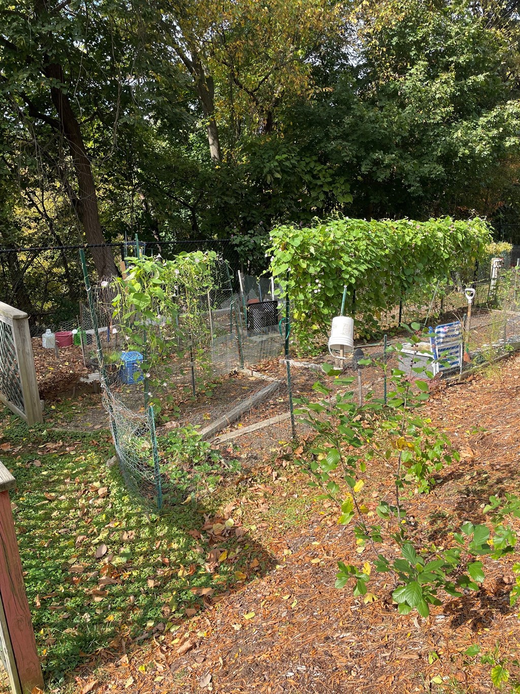 Andover Commons Garden