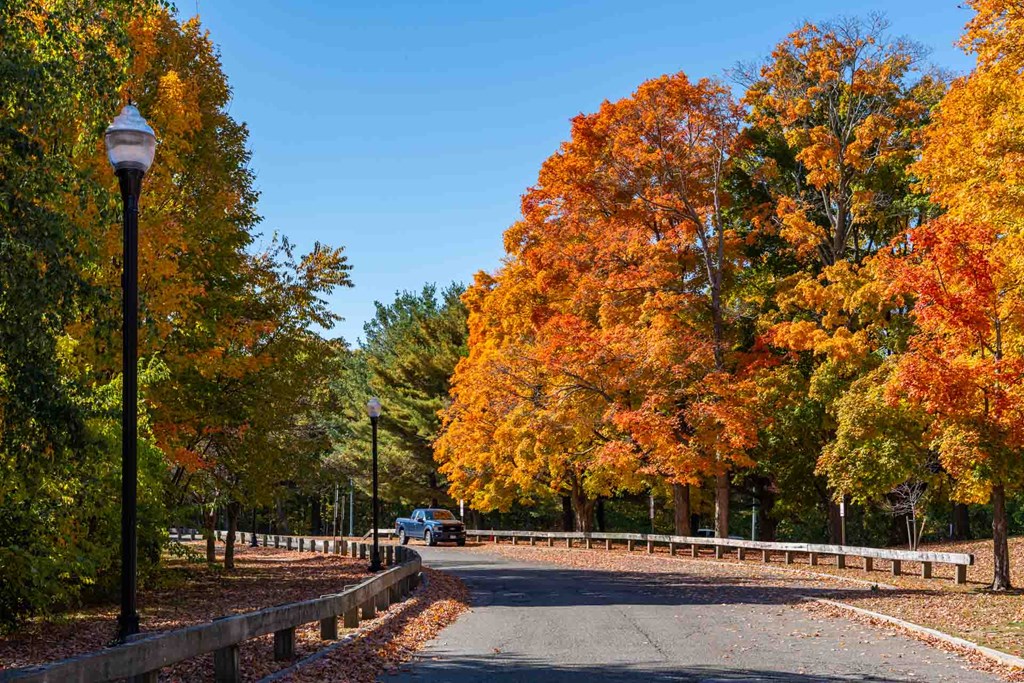 A tree-lined road with a white fence on the side.