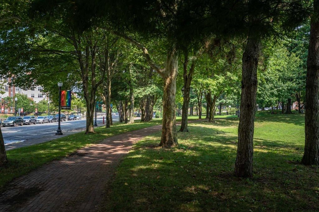 A tree-lined walkway in a park.