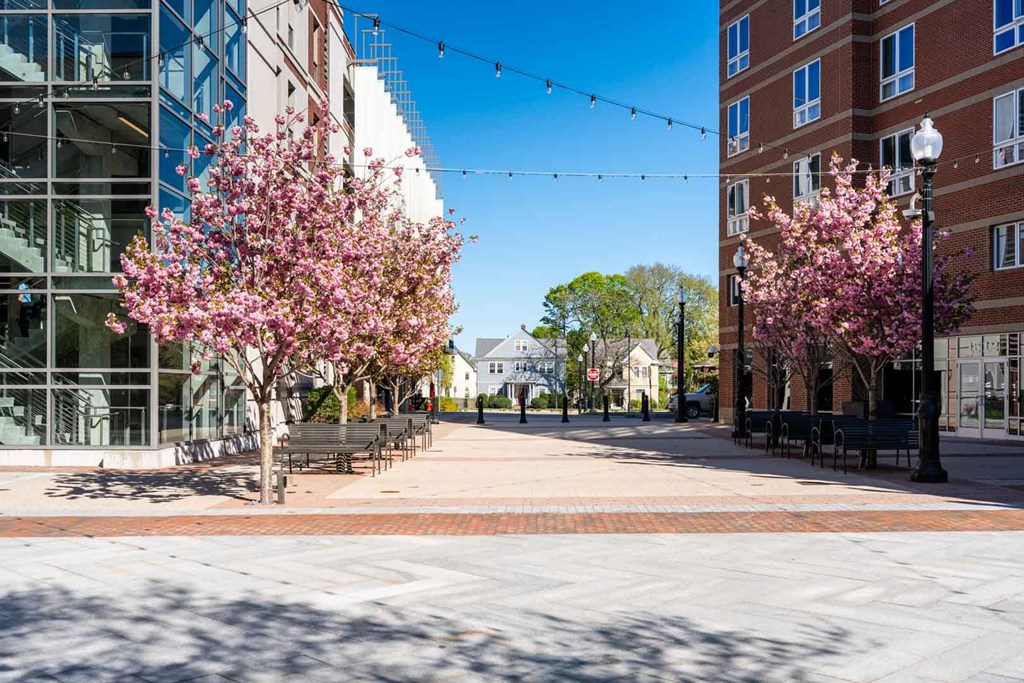 A tree with pink blossoms is in the foreground of a city street.