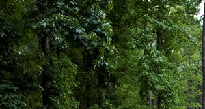 Blue Ridge Landscaped Grounds. - Photo Gallery