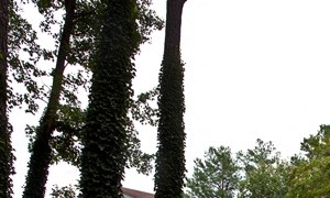 Blue Ridge Landscaped Grounds. - Photo Gallery